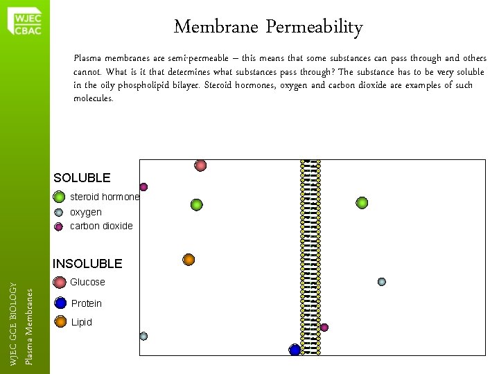 Membrane Permeability Plasma membranes are semi-permeable – this means that some substances can pass