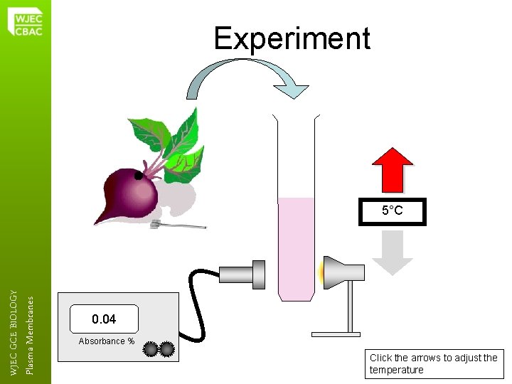 Experiment Plasma Membranes WJEC GCE BIOLOGY 5°C 0. 04 Absorbance % Click the arrows