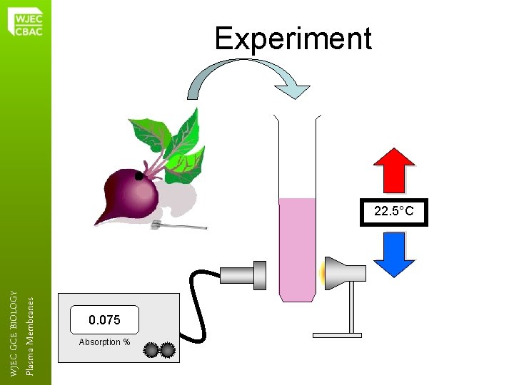 Experiment Plasma Membranes WJEC GCE BIOLOGY 22. 5°C 0. 075 Absorption % 