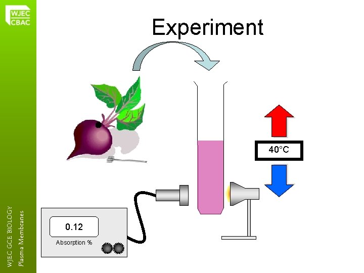 Plasma Membranes WJEC GCE BIOLOGY Experiment 40°C 0. 12 Absorption % 