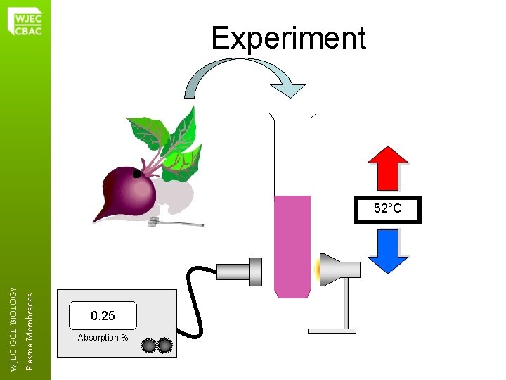 Plasma Membranes WJEC GCE BIOLOGY Experiment 52°C 0. 25 Absorption % 