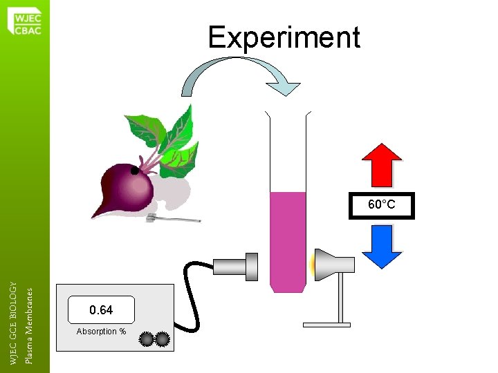 Plasma Membranes WJEC GCE BIOLOGY Experiment 60°C 0. 64 Absorption % 