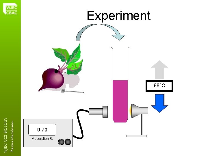 Plasma Membranes WJEC GCE BIOLOGY Experiment 68°C 0. 70 Absorption % 