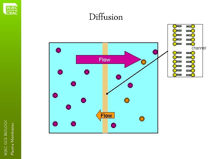 Plasma Membranes WJEC GCE BIOLOGY Diffusion channel Flow 