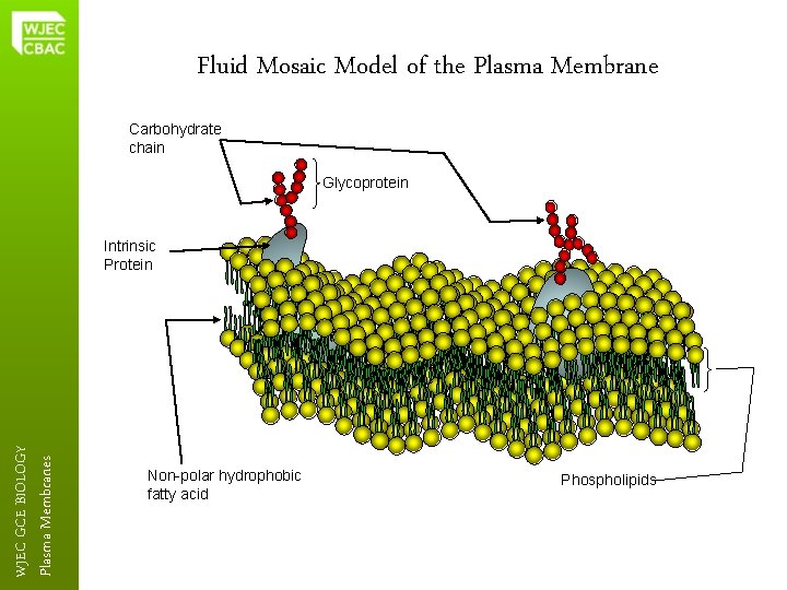 Fluid Mosaic Model of the Plasma Membrane Carbohydrate chain Glycoprotein Plasma Membranes WJEC GCE