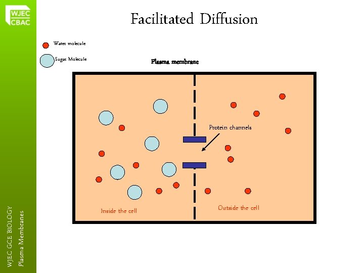 Facilitated Diffusion Water molecule Sugar Molecule Plasma membrane Plasma Membranes WJEC GCE BIOLOGY Protein