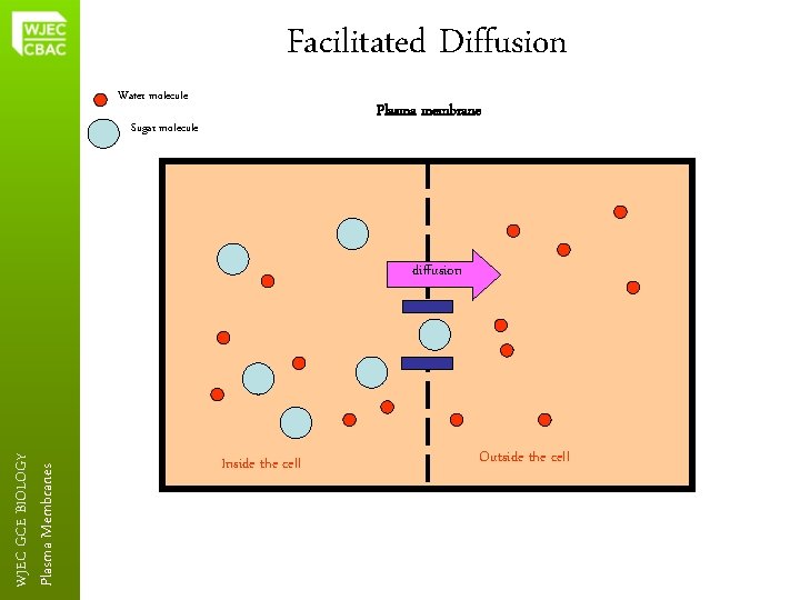 Facilitated Diffusion Water molecule Plasma membrane Sugar molecule Plasma Membranes WJEC GCE BIOLOGY diffusion