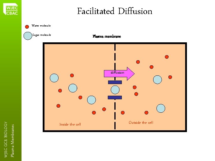 Facilitated Diffusion Water molecule Sugar molecule Plasma membrane Plasma Membranes WJEC GCE BIOLOGY diffusion