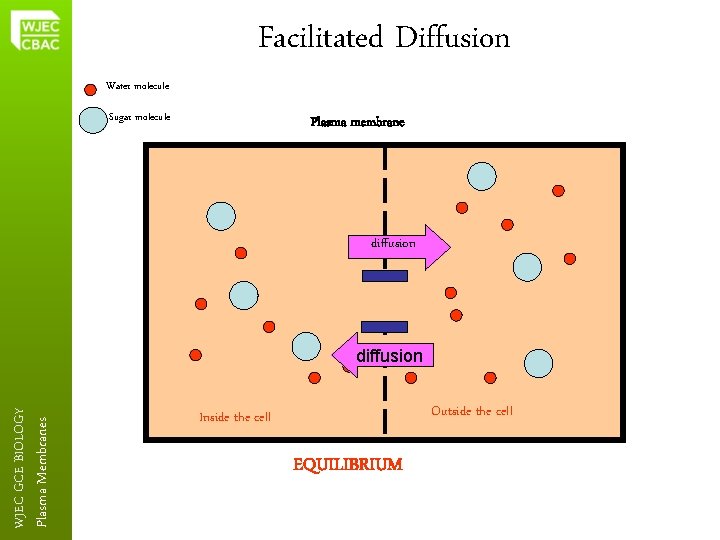 Facilitated Diffusion Water molecule Sugar molecule Plasma membrane diffusion Plasma Membranes WJEC GCE BIOLOGY