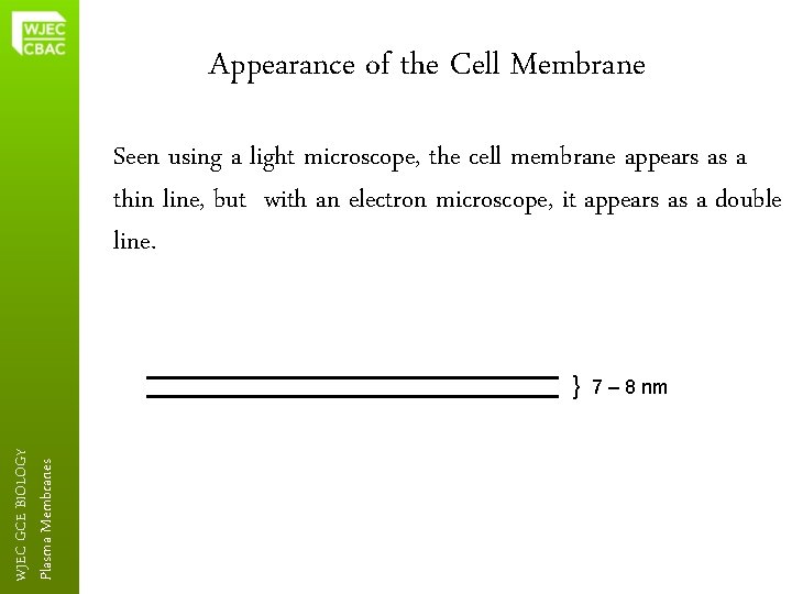 Appearance of the Cell Membrane Seen using a light microscope, the cell membrane appears