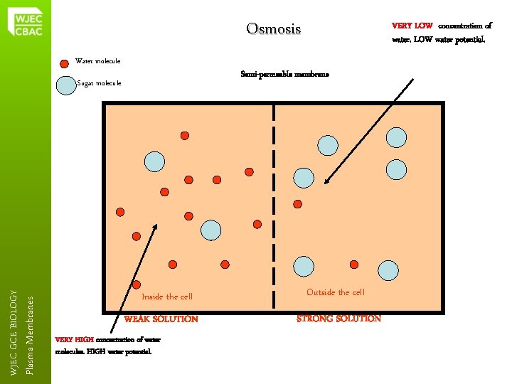 Osmosis Water molecule Semi-permeable membrane Sugar molecule Plasma Membranes WJEC GCE BIOLOGY VERY LOW