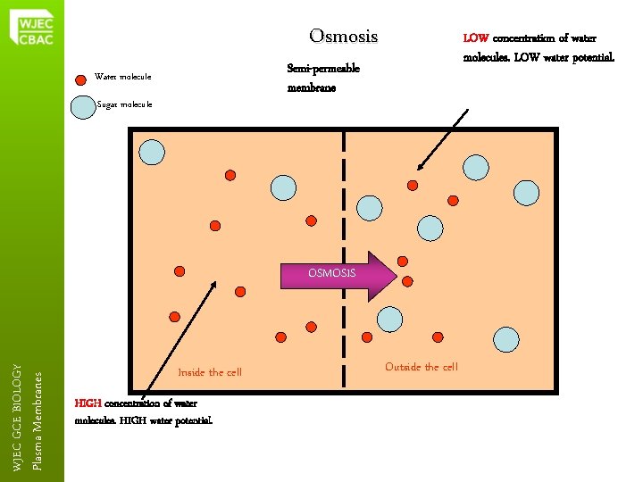 Osmosis LOW concentration of water molecules. LOW water potential. Semi-permeable membrane Water molecule Sugar