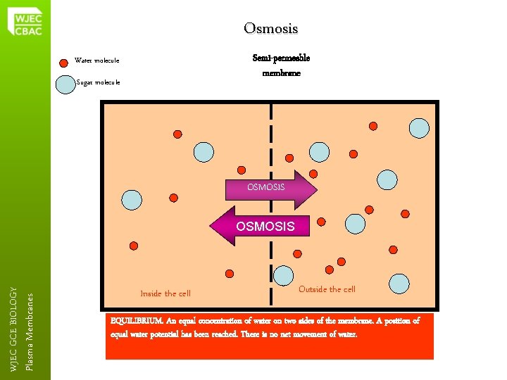 Osmosis Semi-permeable membrane Water molecule Sugar molecule OSMOSIS Plasma Membranes WJEC GCE BIOLOGY OSMOSIS
