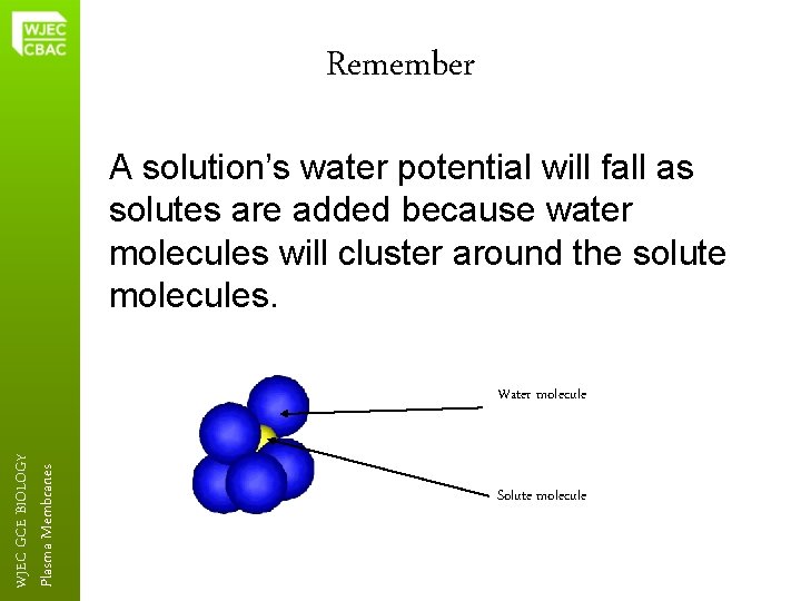 Remember A solution’s water potential will fall as solutes are added because water molecules