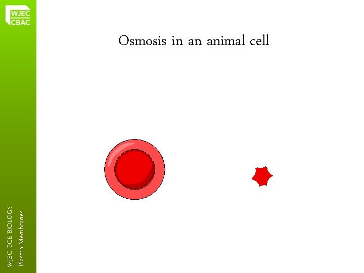 Plasma Membranes WJEC GCE BIOLOGY Osmosis in an animal cell 