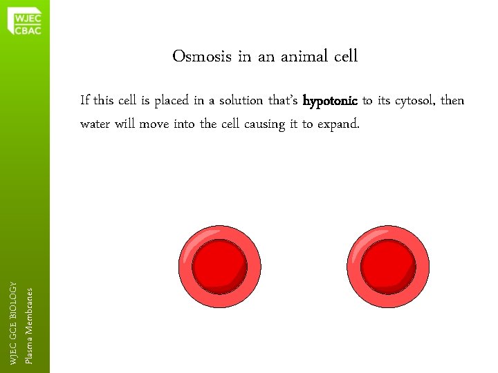 Osmosis in an animal cell Plasma Membranes WJEC GCE BIOLOGY If this cell is