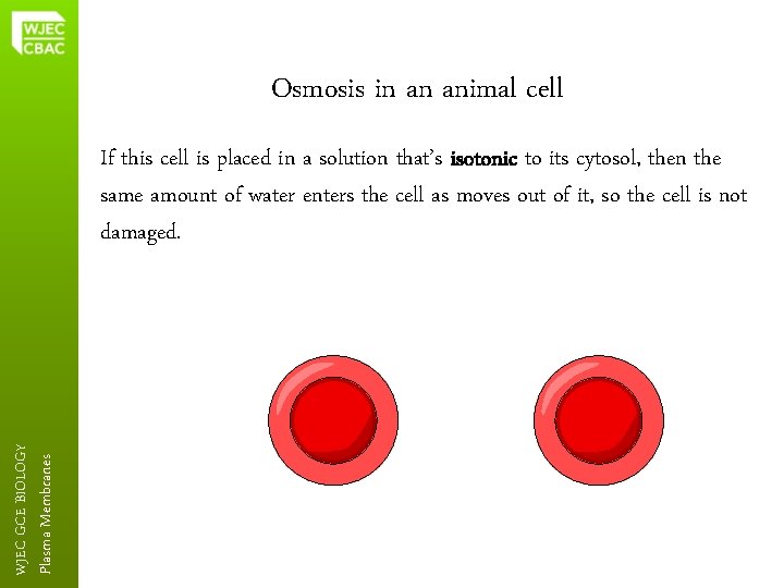 Osmosis in an animal cell Plasma Membranes WJEC GCE BIOLOGY If this cell is