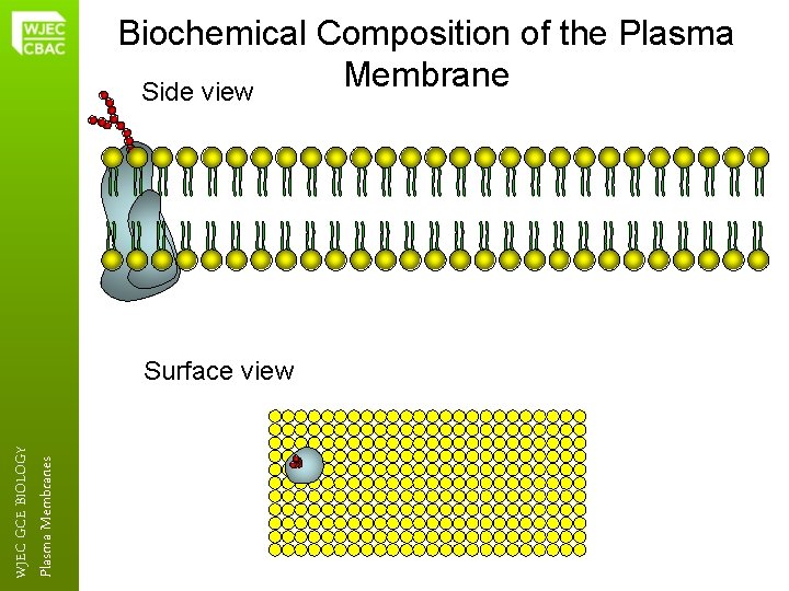 Biochemical Composition of the Plasma Membrane Side view Plasma Membranes WJEC GCE BIOLOGY Surface