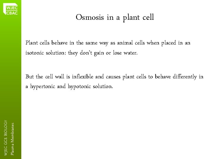 Osmosis in a plant cell Plant cells behave in the same way as animal