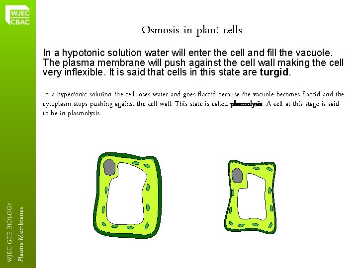 Osmosis in plant cells In a hypotonic solution water will enter the cell and