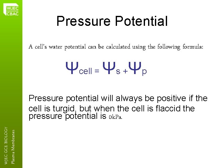 Pressure Potential A cell’s water potential can be calculated using the following formula: Ψcell