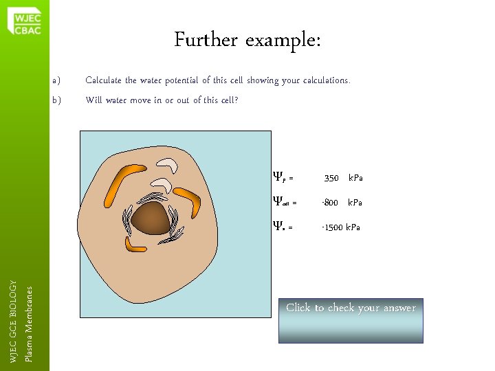 Further example: Plasma Membranes WJEC GCE BIOLOGY a) b) Calculate the water potential of