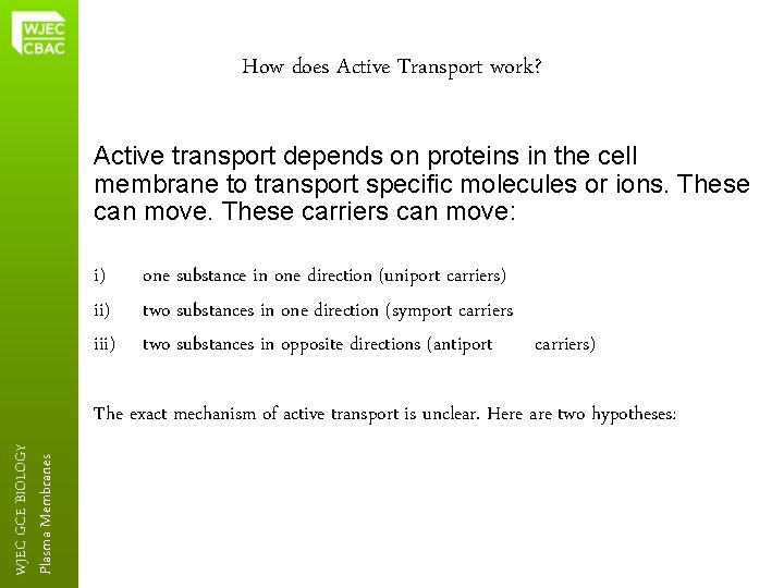 How does Active Transport work? Active transport depends on proteins in the cell membrane