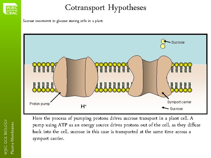 Cotransport Hypotheses Sucrose movement in glucose storing cells in a plant. Sucrose Plasma Membranes