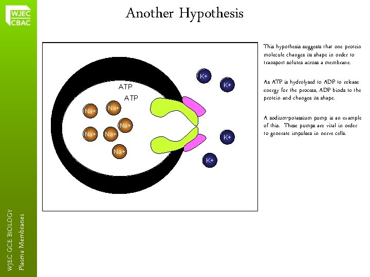 Another Hypothesis This hypothesis suggests that one protein molecule changes its shape in order