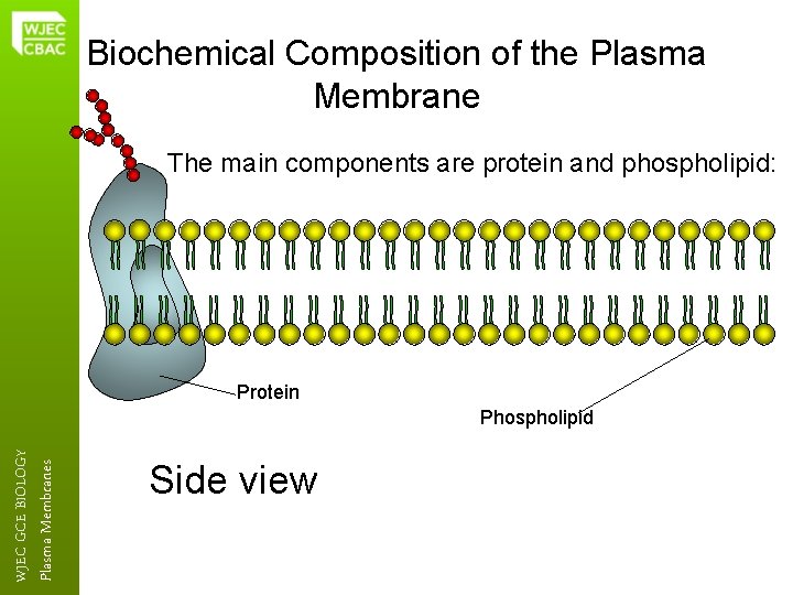 Biochemical Composition of the Plasma Membrane The main components are protein and phospholipid: Protein