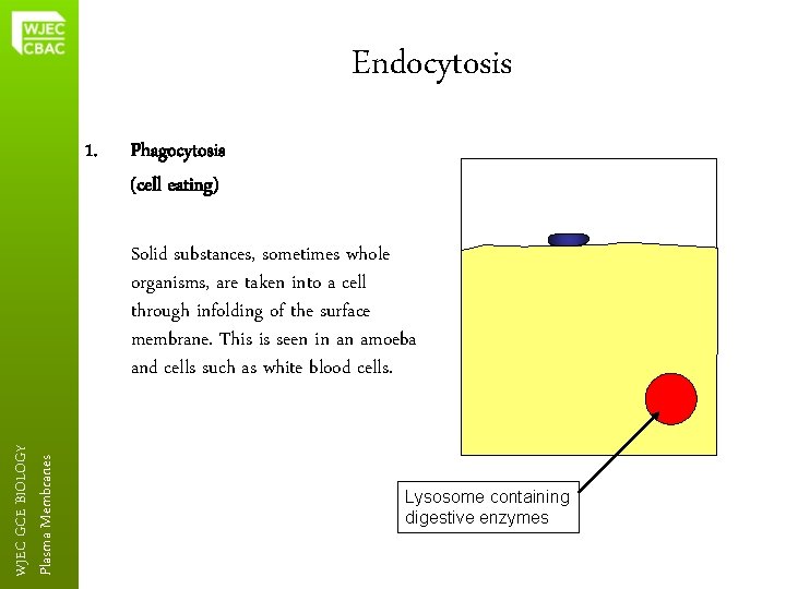 Endocytosis 1. Phagocytosis (cell eating) Plasma Membranes WJEC GCE BIOLOGY Solid substances, sometimes whole