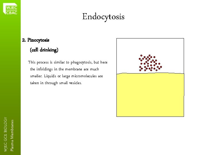 Endocytosis 2. Pinocytosis (cell drinking) Plasma Membranes WJEC GCE BIOLOGY This process is similar