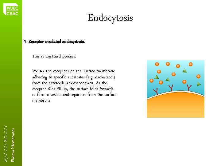 Endocytosis 3. Receptor mediated endocystosis. This is the third process: Plasma Membranes WJEC GCE