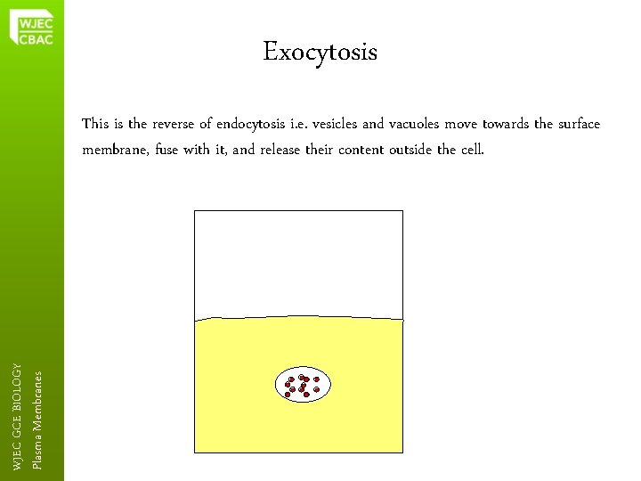 Exocytosis Plasma Membranes WJEC GCE BIOLOGY This is the reverse of endocytosis i. e.