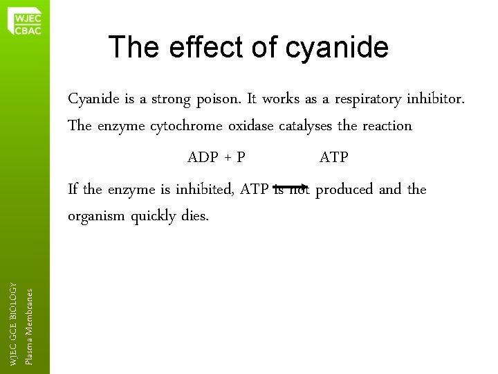 The effect of cyanide Plasma Membranes WJEC GCE BIOLOGY Cyanide is a strong poison.