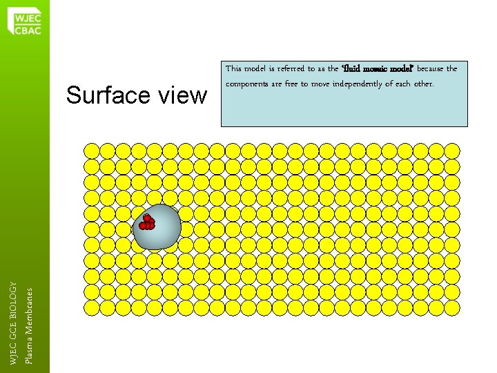 Plasma Membranes WJEC GCE BIOLOGY Surface view This model is referred to as the