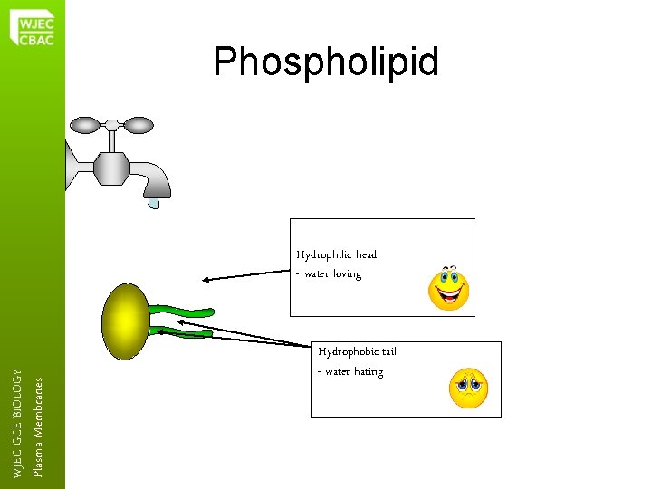 Phospholipid Plasma Membranes WJEC GCE BIOLOGY Hydrophilic head - water loving Hydrophobic tail -