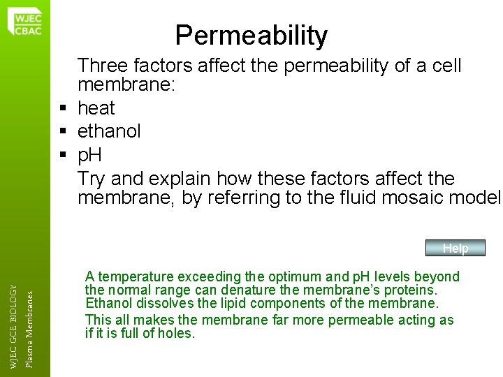 Permeability Three factors affect the permeability of a cell membrane: § heat § ethanol