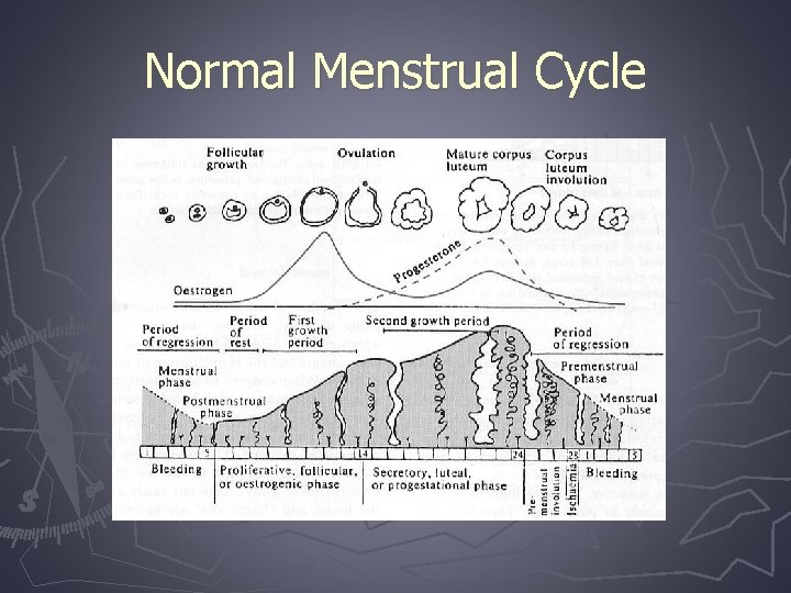 Normal Menstrual Cycle 