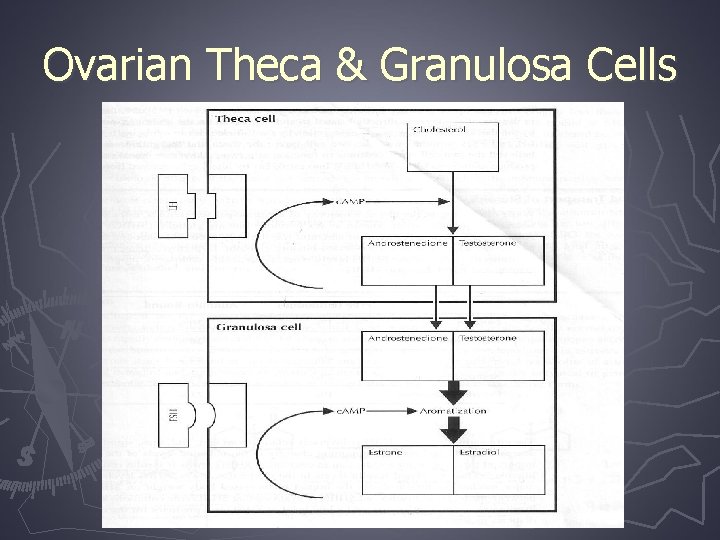 Ovarian Theca & Granulosa Cells 