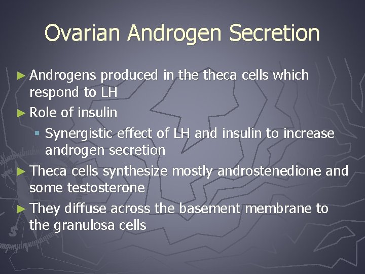Ovarian Androgen Secretion ► Androgens produced in theca cells which respond to LH ►