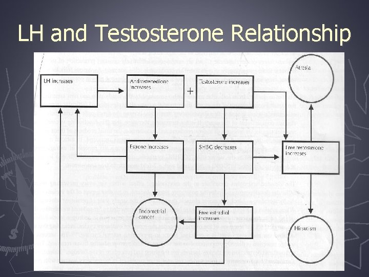 LH and Testosterone Relationship 