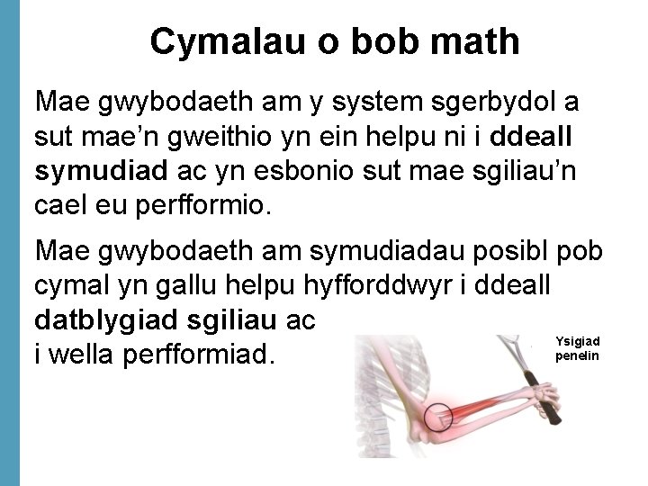 Cymalau o bob math Mae gwybodaeth am y system sgerbydol a sut mae’n gweithio