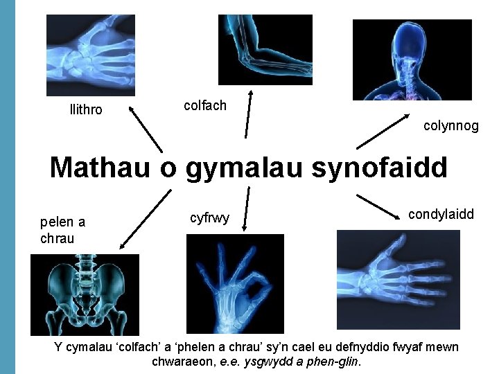 llithro colfach colynnog Mathau o gymalau synofaidd pelen a chrau cyfrwy condylaidd Y cymalau