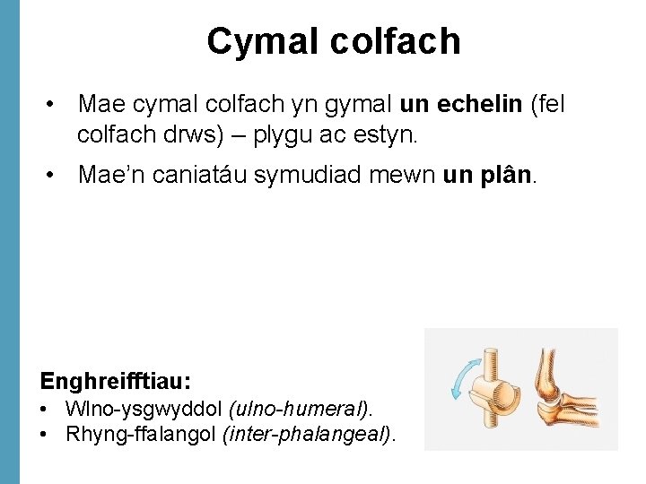 Cymal colfach • Mae cymal colfach yn gymal un echelin (fel colfach drws) –