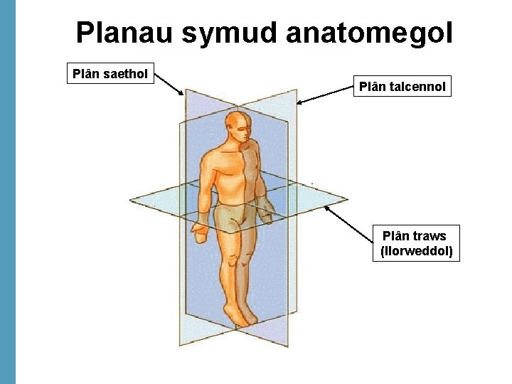 Planau symud anatomegol Plân saethol Plân talcennol Plân traws (llorweddol) 