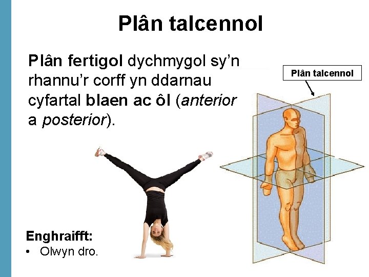 Plân talcennol Plân fertigol dychmygol sy’n rhannu’r corff yn ddarnau cyfartal blaen ac ôl