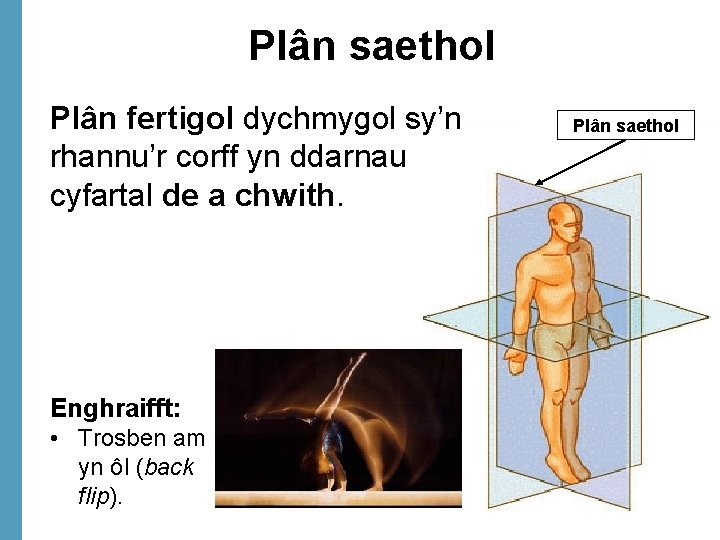 Plân saethol Plân fertigol dychmygol sy’n rhannu’r corff yn ddarnau cyfartal de a chwith.