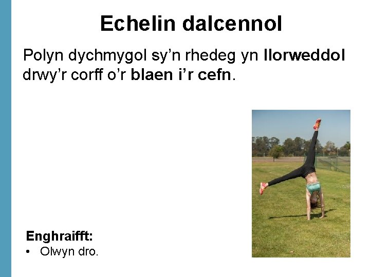 Echelin dalcennol Polyn dychmygol sy’n rhedeg yn llorweddol drwy’r corff o’r blaen i’r cefn.