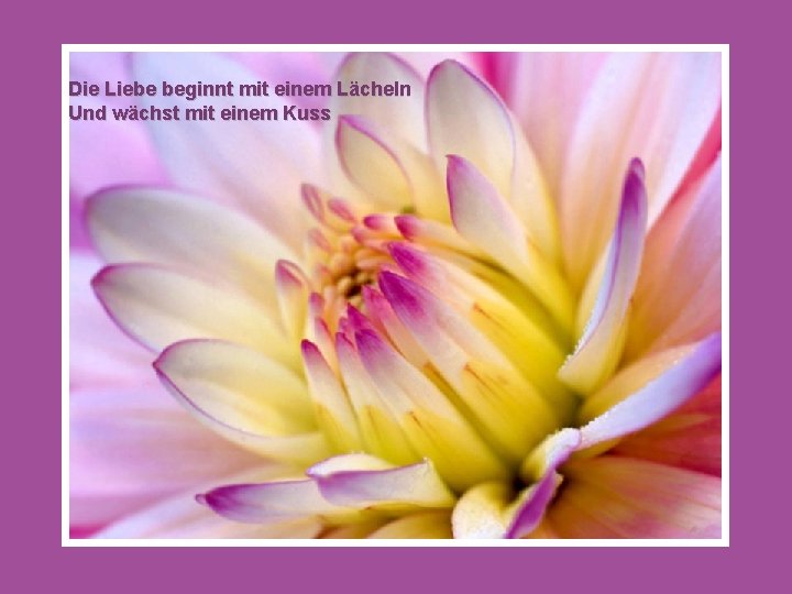 Die Liebe beginnt mit einem Lächeln Und wächst mit einem Kuss 